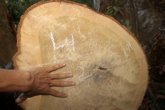 16 cây gỗ dổi tuổi “cụ” ở Bình Định bị lâm tặc đốn hạ - ảnh 5
