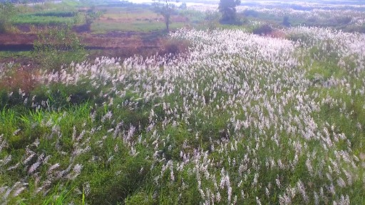Bức tranh tuyệt tác mang tên hoa cỏ lau bên dòng Trà Khúc - ảnh 2