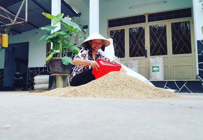 Lão nông sài gòn thu hoạch lúa - ảnh 10