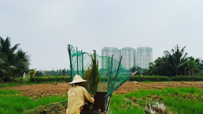 Lão nông sài gòn thu hoạch lúa - ảnh 5