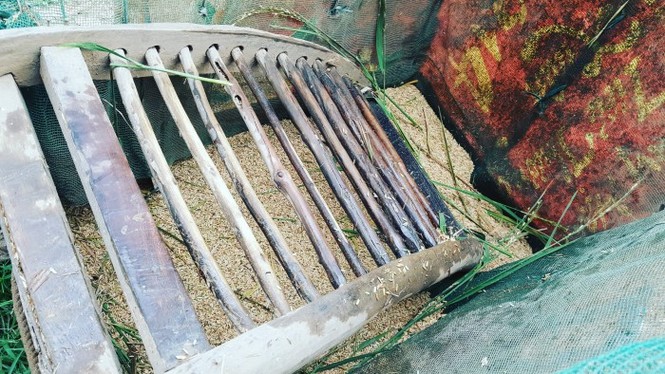 Lão nông sài gòn thu hoạch lúa - ảnh 7