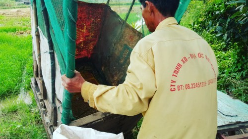 Lão nông sài gòn thu hoạch lúa - ảnh 9