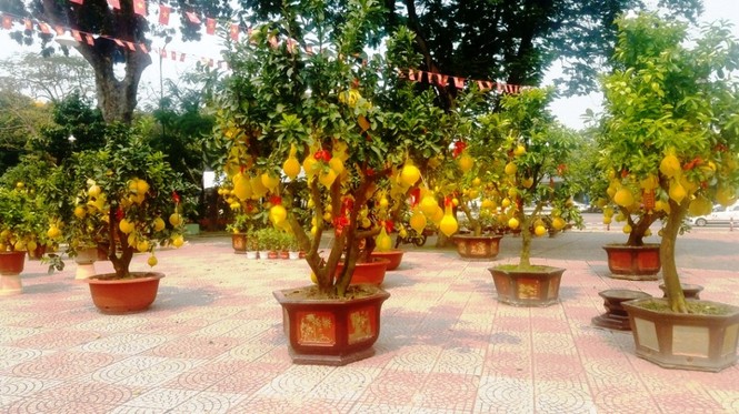 Cận cảnh bưởi Diễn chơi Tết giá hàng chục triệu đồng một chậu ở Sài Gòn - ảnh 1