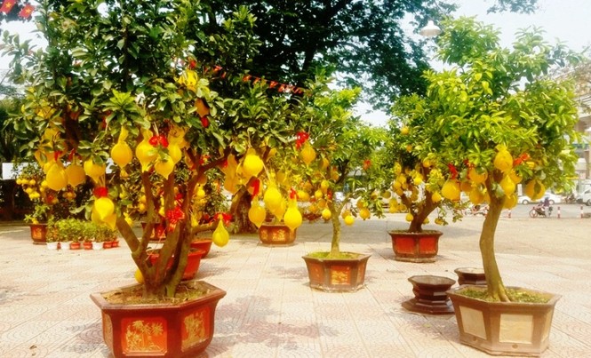 Cận cảnh bưởi Diễn chơi Tết giá hàng chục triệu đồng một chậu ở Sài Gòn - ảnh 2