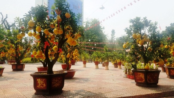 Cận cảnh bưởi Diễn chơi Tết giá hàng chục triệu đồng một chậu ở Sài Gòn - ảnh 3