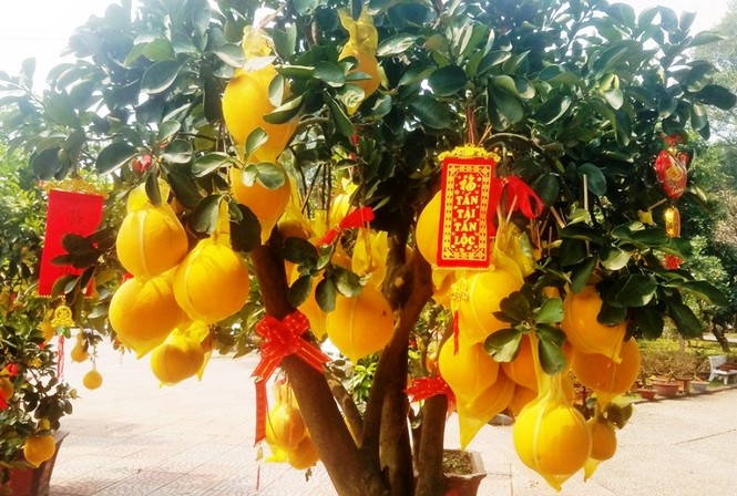 Cận cảnh bưởi Diễn chơi Tết giá hàng chục triệu đồng một chậu ở Sài Gòn - ảnh 4