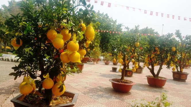 Cận cảnh bưởi Diễn chơi Tết giá hàng chục triệu đồng một chậu ở Sài Gòn - ảnh 6
