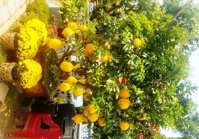 Cận cảnh bưởi Diễn chơi Tết giá hàng chục triệu đồng một chậu ở Sài Gòn - ảnh 9