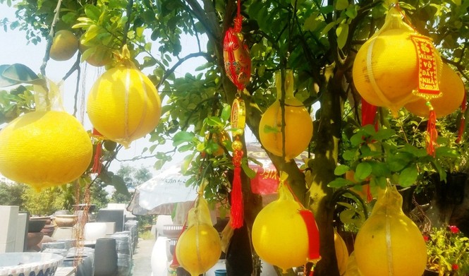 Cận cảnh bưởi Diễn chơi Tết giá hàng chục triệu đồng một chậu ở Sài Gòn - ảnh 8