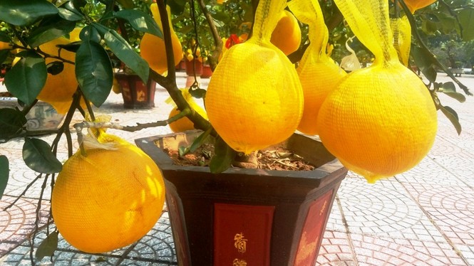 Cận cảnh bưởi Diễn chơi Tết giá hàng chục triệu đồng một chậu ở Sài Gòn - ảnh 10