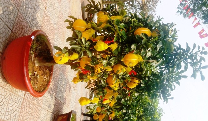 Cận cảnh bưởi Diễn chơi Tết giá hàng chục triệu đồng một chậu ở Sài Gòn - ảnh 12