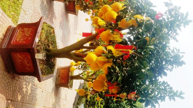 Cận cảnh bưởi Diễn chơi Tết giá hàng chục triệu đồng một chậu ở Sài Gòn - ảnh 13