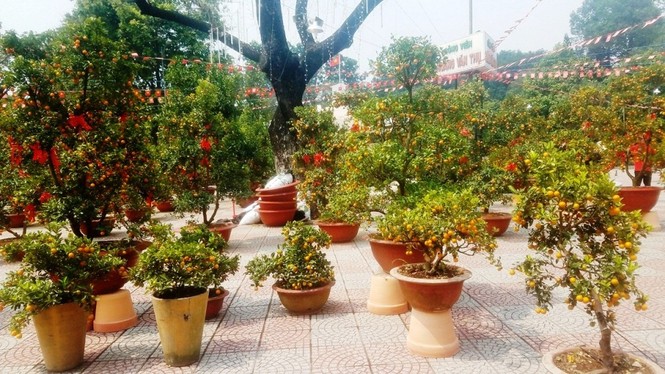 130 triệu đồng một cặp quất cảnh chơi Tết ở Sài Gòn - ảnh 1