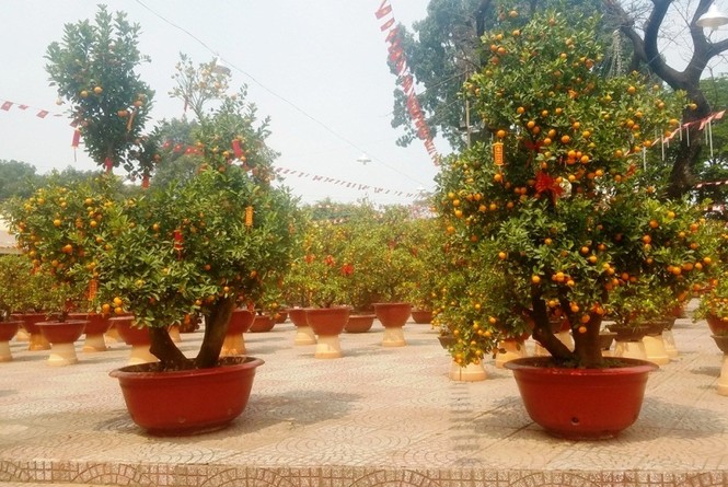 130 triệu đồng một cặp quất cảnh chơi Tết ở Sài Gòn - ảnh 2