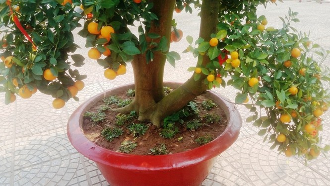 130 triệu đồng một cặp quất cảnh chơi Tết ở Sài Gòn - ảnh 5