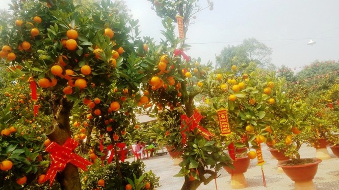 130 triệu đồng một cặp quất cảnh chơi Tết ở Sài Gòn - ảnh 6