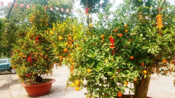 130 triệu đồng một cặp quất cảnh chơi Tết ở Sài Gòn - ảnh 8