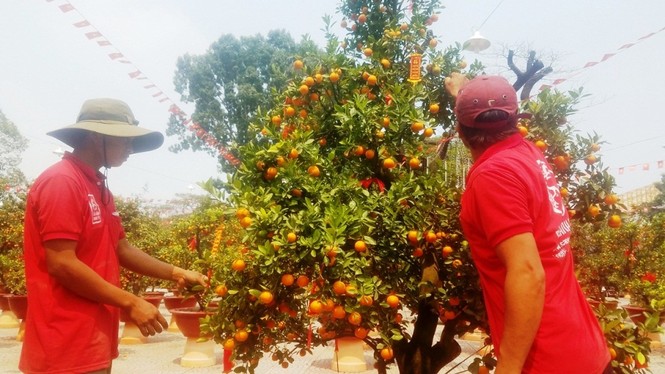 130 triệu đồng một cặp quất cảnh chơi Tết ở Sài Gòn - ảnh 9