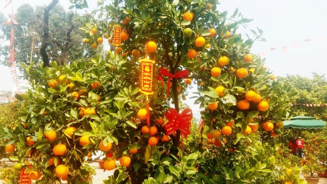 130 triệu đồng một cặp quất cảnh chơi Tết ở Sài Gòn - ảnh 7