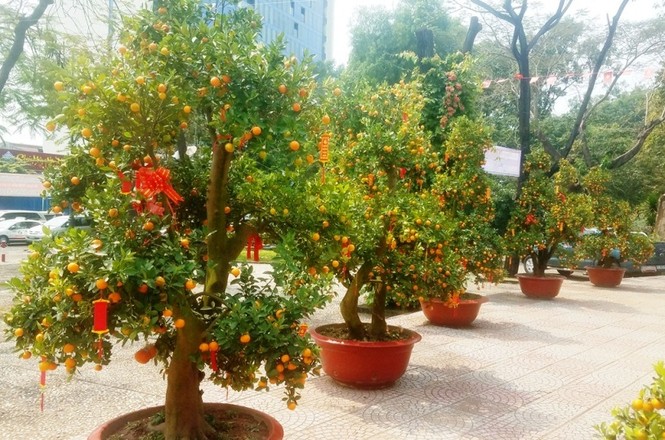 130 triệu đồng một cặp quất cảnh chơi Tết ở Sài Gòn - ảnh 12