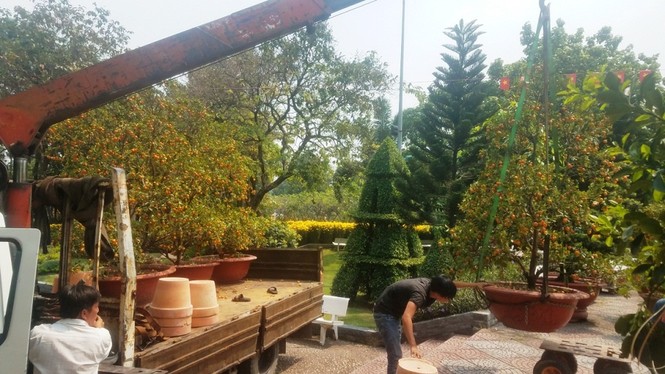 130 triệu đồng một cặp quất cảnh chơi Tết ở Sài Gòn - ảnh 14