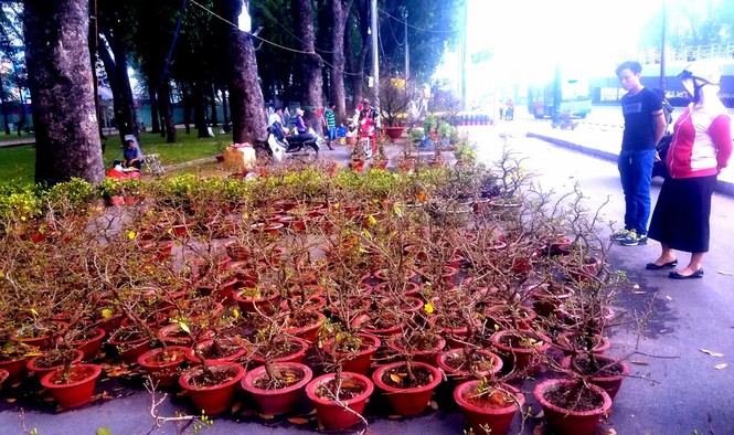 Mai bonsai “tí hon” chơi Tết hút khách ở Sài Gòn - ảnh 1
