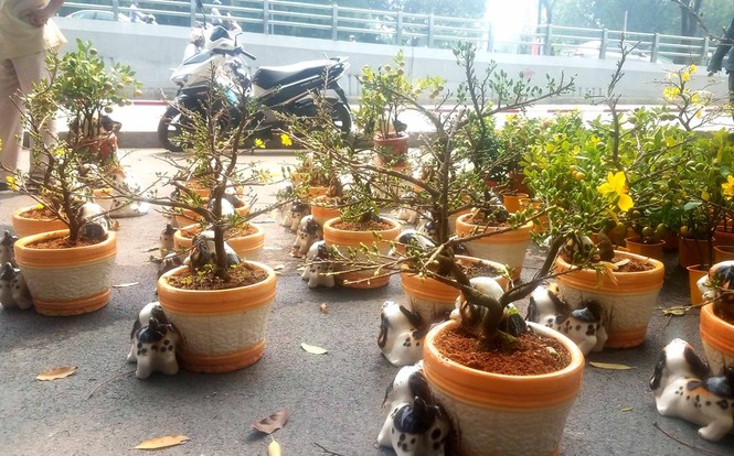 Mai bonsai “tí hon” chơi Tết hút khách ở Sài Gòn - ảnh 2