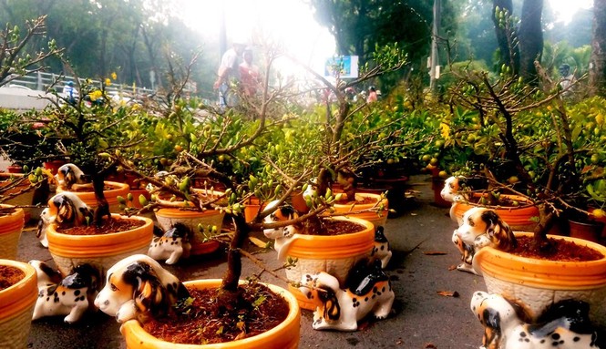Mai bonsai “tí hon” chơi Tết hút khách ở Sài Gòn - ảnh 4