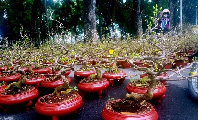 Mai bonsai “tí hon” chơi Tết hút khách ở Sài Gòn - ảnh 3
