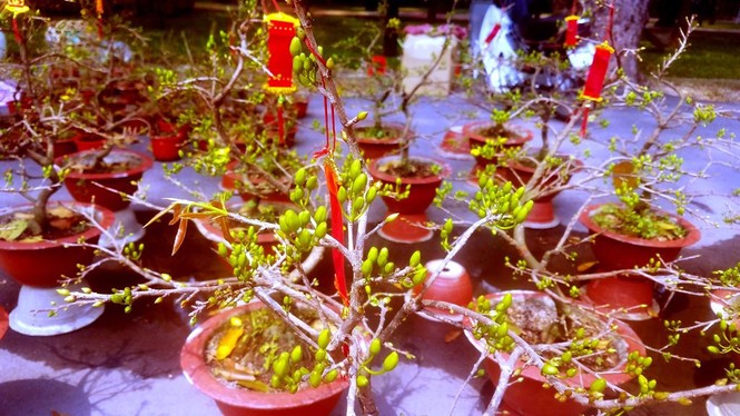 Mai bonsai “tí hon” chơi Tết hút khách ở Sài Gòn - ảnh 7