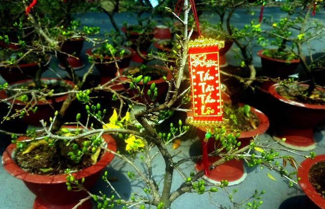 Mai bonsai “tí hon” chơi Tết hút khách ở Sài Gòn - ảnh 8