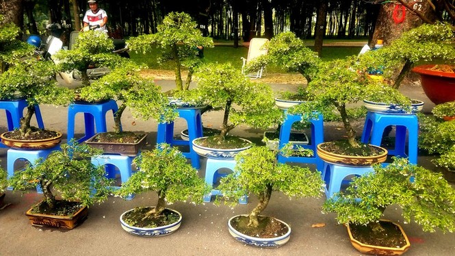Mai bonsai “tí hon” chơi Tết hút khách ở Sài Gòn - ảnh 9