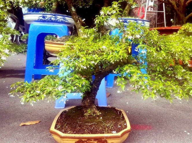 Mai bonsai “tí hon” chơi Tết hút khách ở Sài Gòn - ảnh 12
