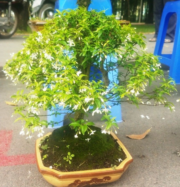 Mai bonsai “tí hon” chơi Tết hút khách ở Sài Gòn - ảnh 10