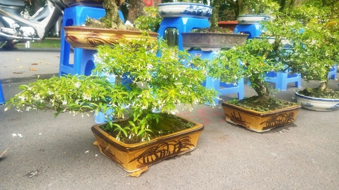 Mai bonsai “tí hon” chơi Tết hút khách ở Sài Gòn - ảnh 11