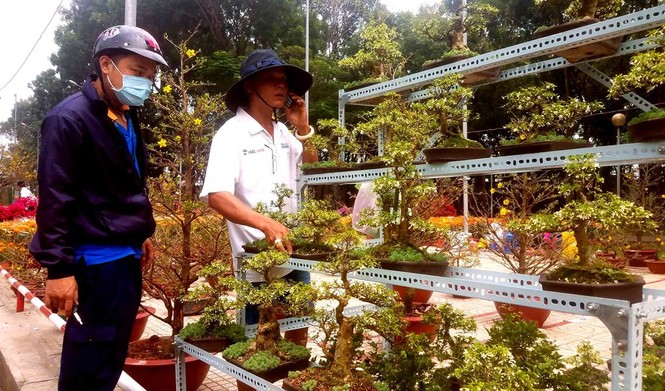 Mai bonsai “tí hon” chơi Tết hút khách ở Sài Gòn - ảnh 15