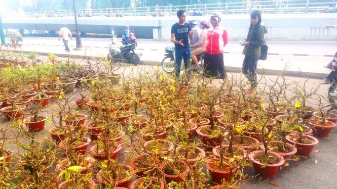 Mai bonsai “tí hon” chơi Tết hút khách ở Sài Gòn - ảnh 16