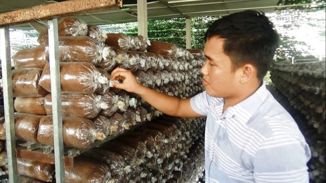 Bỏ du học Nhật, chàng trai 9X theo đuổi ước mơ nấm sạch - ảnh 1