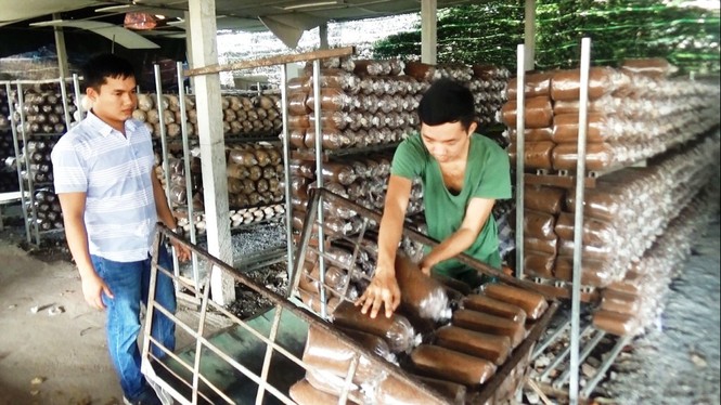 Bỏ du học Nhật, chàng trai 9X theo đuổi ước mơ nấm sạch - ảnh 3