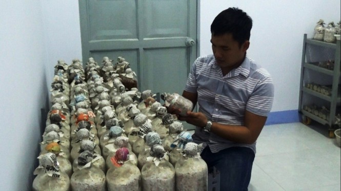 Bỏ du học Nhật, chàng trai 9X theo đuổi ước mơ nấm sạch - ảnh 2