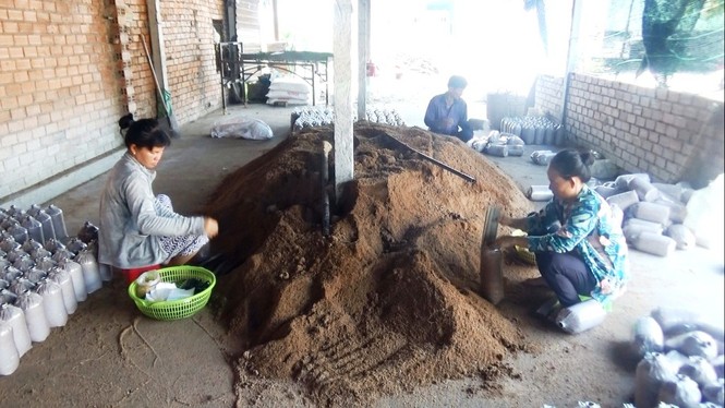 Bỏ du học Nhật, chàng trai 9X theo đuổi ước mơ nấm sạch - ảnh 4