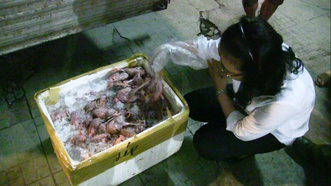 Hơn 10.000 con chim cút “bẩn” chuẩn bị lên bàn nhậu - ảnh 2