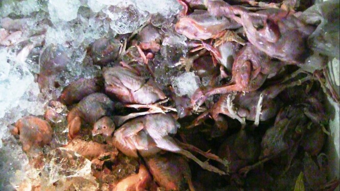Hơn 10.000 con chim cút “bẩn” chuẩn bị lên bàn nhậu - ảnh 3