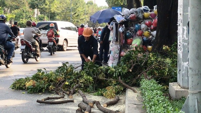 Cô gái nhập viện vì nhánh cây cổ thụ rơi trúng đầu - ảnh 1