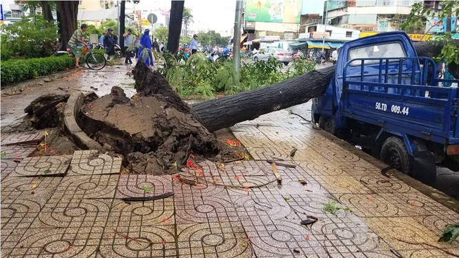 Giông lốc làm cây ngã khắp Sài Gòn, đè bẹp ô tô, lốc mái nhà dân - ảnh 2