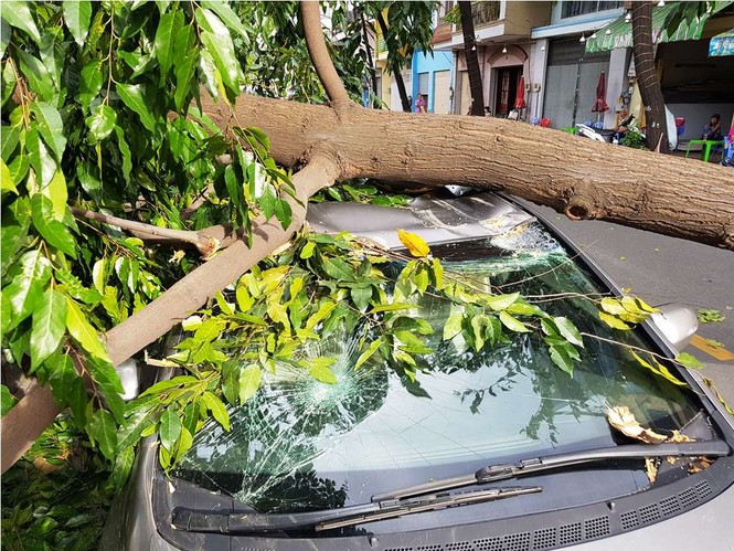 Giông lốc làm cây ngã khắp Sài Gòn, đè bẹp ô tô, lốc mái nhà dân - ảnh 4