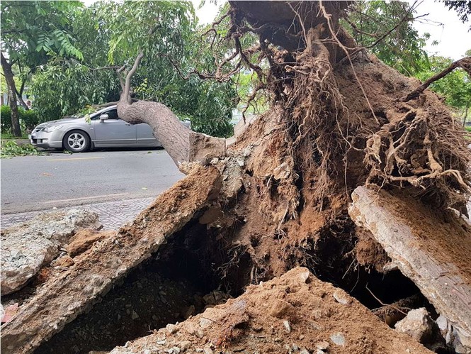 Giông lốc làm cây ngã khắp Sài Gòn, đè bẹp ô tô, lốc mái nhà dân - ảnh 5