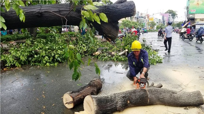 Giông lốc làm cây ngã khắp Sài Gòn, đè bẹp ô tô, lốc mái nhà dân - ảnh 11