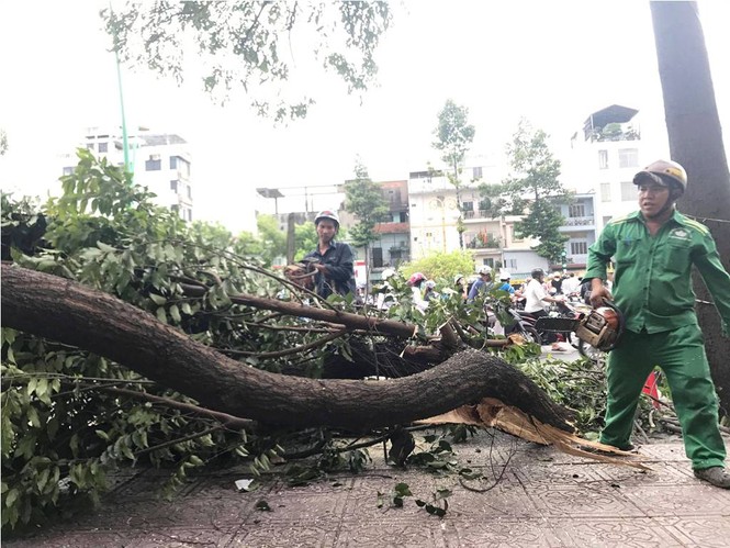 Giông lốc làm cây ngã khắp Sài Gòn, đè bẹp ô tô, lốc mái nhà dân - ảnh 6