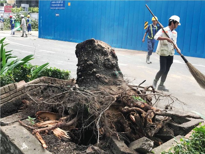 Giông lốc làm cây ngã khắp Sài Gòn, đè bẹp ô tô, lốc mái nhà dân - ảnh 8